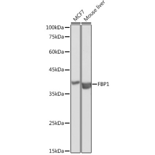 FBP1 Rabbit pAb