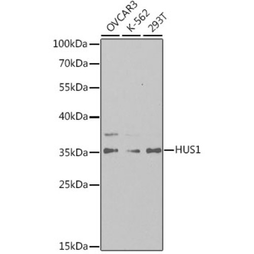 HUS1 Rabbit pAb