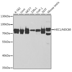 HEC1/NDC80 Rabbit pAb