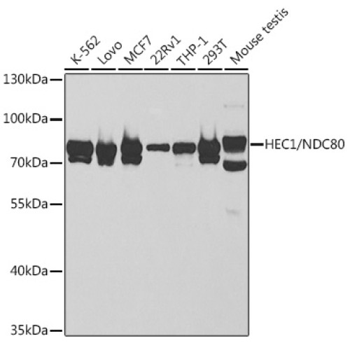 HEC1/NDC80 Rabbit pAb