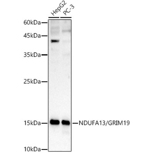 [KD Validated] NDUFA13/GRIM19 Rabbit pAb