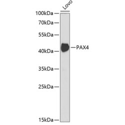 PAX4 Rabbit pAb