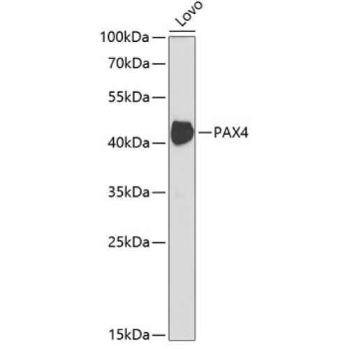 PAX4 Rabbit pAb