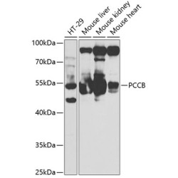 PCCB Rabbit pAb