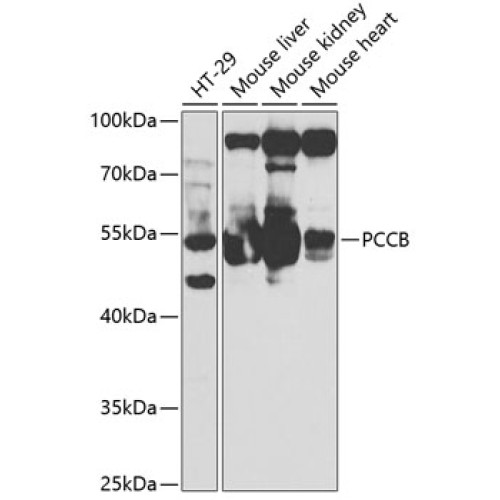 PCCB Rabbit pAb