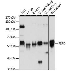 PEPD Rabbit pAb