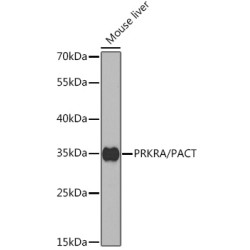 PRKRA/PACT Rabbit pAb