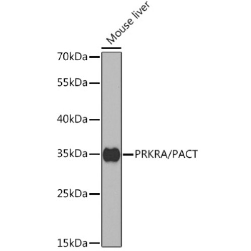 PRKRA/PACT Rabbit pAb