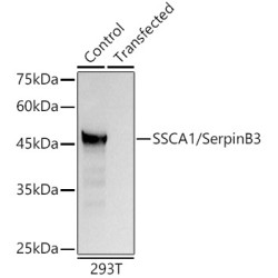 SSCA1/SerpinB3 Rabbit pAb