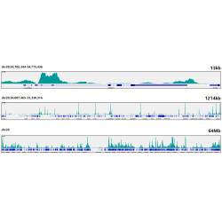 JunD Rabbit mAb