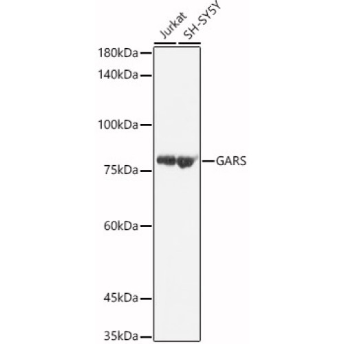 [KO Validated] GARS Rabbit pAb
