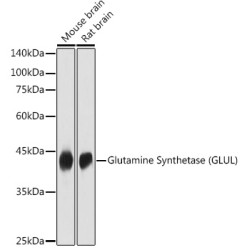 Glutamine Synthetase (GLUL) Rabbit pAb