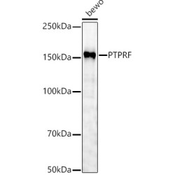 PTPRF Rabbit pAb