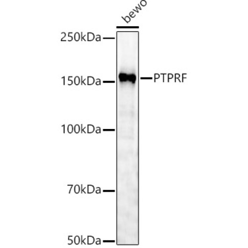 PTPRF Rabbit pAb
