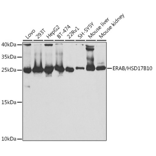 ERAB/HSD17B10 Rabbit pAb
