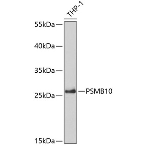 PSMB10 Rabbit pAb