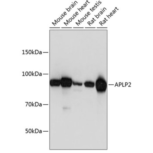 APLP2 Rabbit pAb