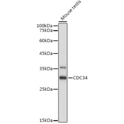 CDC34 Rabbit pAb
