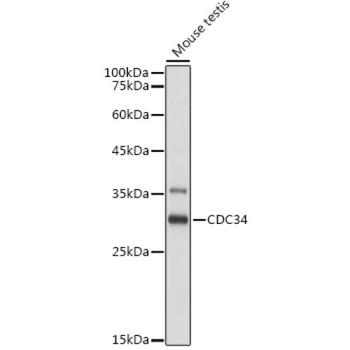 CDC34 Rabbit pAb
