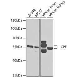 CPE Rabbit pAb