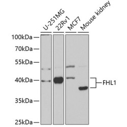 FHL1 Rabbit pAb