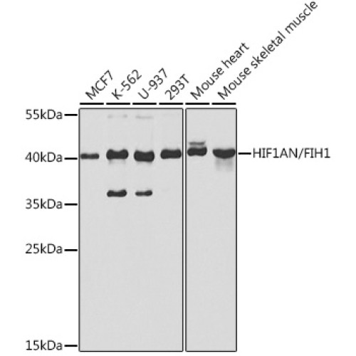 [KO Validated] HIF1AN/FIH1 Rabbit pAb