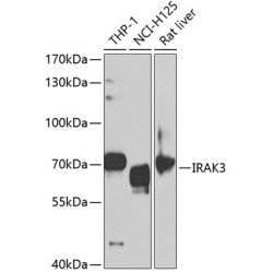 IRAK3 Rabbit pAb