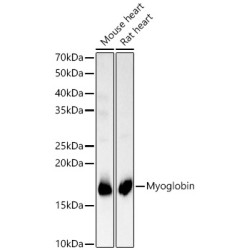 Myoglobin Rabbit pAb
