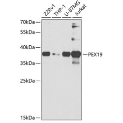 PEX19 Rabbit pAb