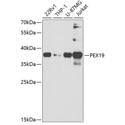 PEX19 Rabbit pAb