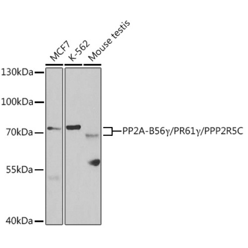 PP2A-B56γ/PR61γ/PPP2R5C Rabbit pAb