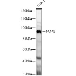 PRPF3 Rabbit pAb