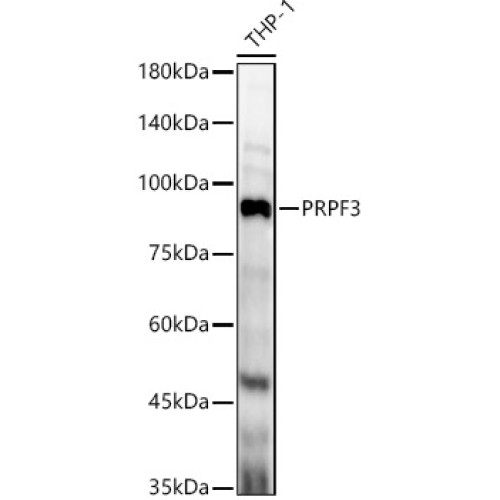 PRPF3 Rabbit pAb