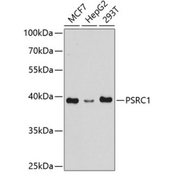 PSRC1 Rabbit pAb