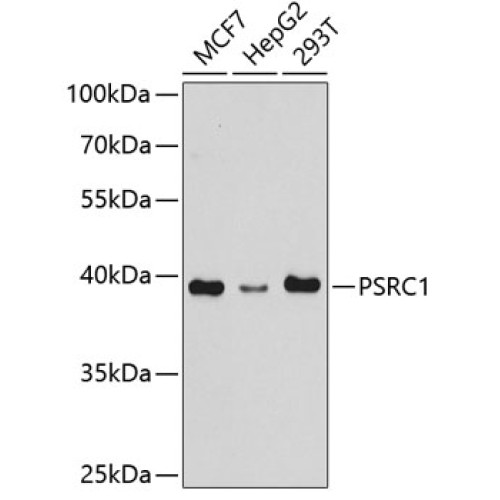 PSRC1 Rabbit pAb