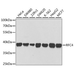 RFC4 Rabbit pAb