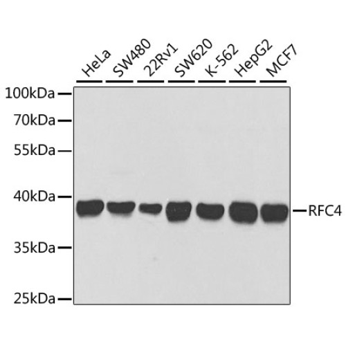 RFC4 Rabbit pAb