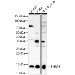 SNRPE Rabbit pAb