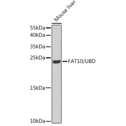 FAT10/UBD Rabbit pAb