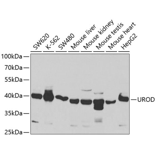 UROD Rabbit pAb