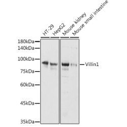 Villin1 Rabbit pAb