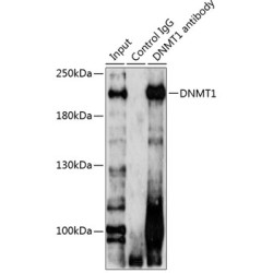 DNMT1 Rabbit pAb