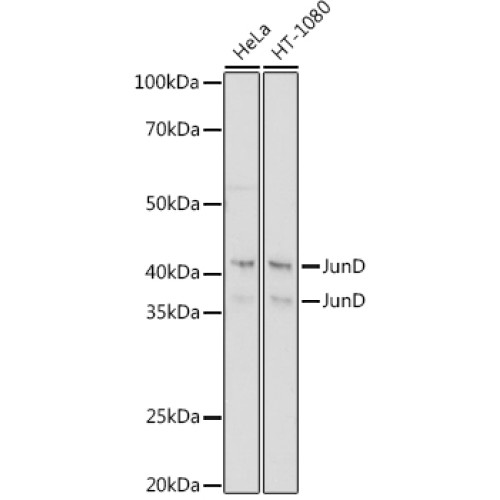 JunD Rabbit mAb