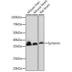 Syntenin Rabbit mAb