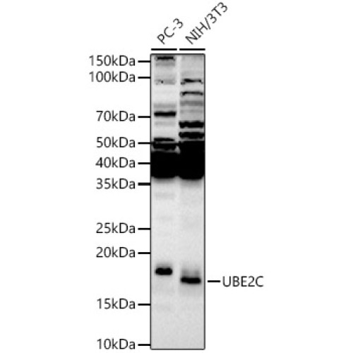 UBE2C Rabbit pAb
