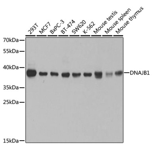 [KO Validated] DNAJB1 Rabbit pAb