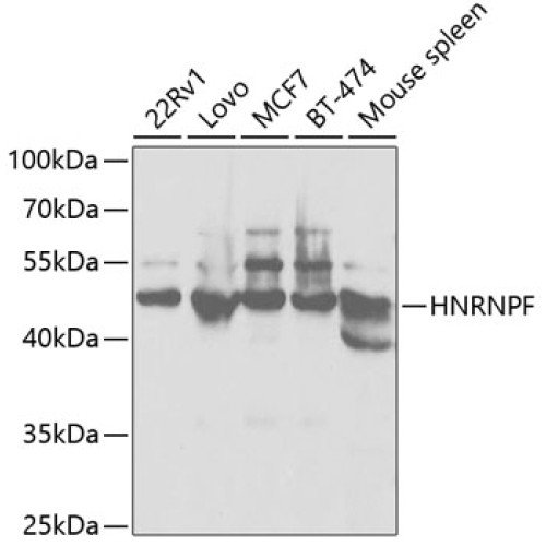 [KO Validated] HNRNPF Rabbit pAb