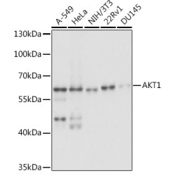 AKT1 Rabbit pAb