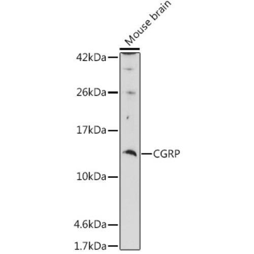 CGRP Rabbit pAb