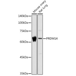 PRDM14 Rabbit pAb